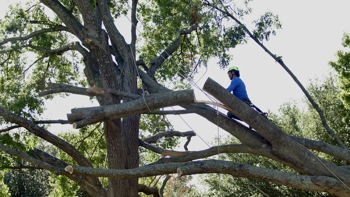 Professional Hazardous Tree Removal performed by certified arborists in Parma